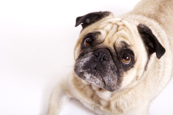 worrying_pug-1024x683